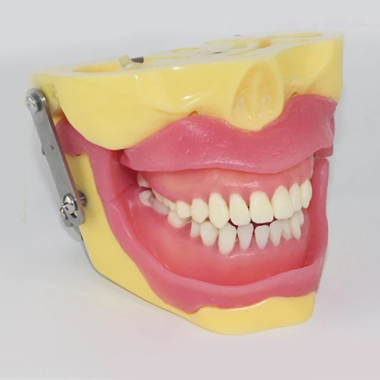 

tooth extraction practice model anesthesia tooth demonstration dental model dental teaching aids morphology tooth