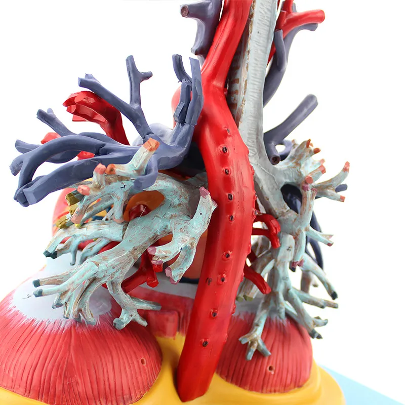 Heart model large blood vessel transparent pulmonary tracheal tube bronchial lung segment bronchial tube