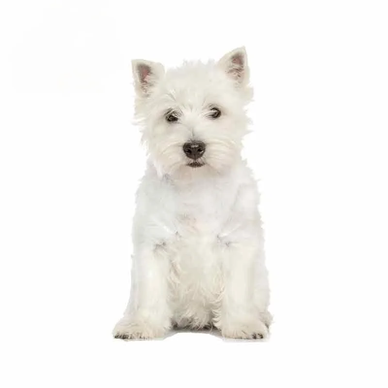 

13cm*7cm White Westie Dog Vinyl Stickers West Highland Terrier Decal Sticker Funny Animal Car Stickers Car Decor