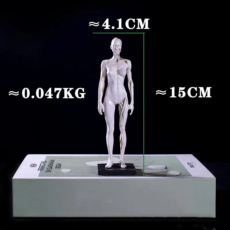 16cm Resin Medical Human  Anatomy Muscle Skeleton Anatomical Structural  Model  Painting CG Reference Teaching  Models