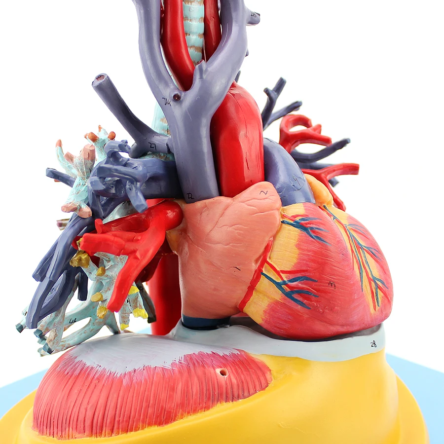 Heart model large blood vessel transparent pulmonary tracheal tube bronchial lung segment bronchial tube