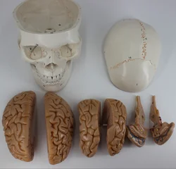 New Skull model brain neurology craniocerebral anatomy model with digital number mark education head model