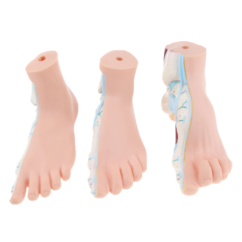 3 Pieces Set 1:1 Lifesize Human Normal Flat Arched Foot Anatomical Model PVC Anatomy Lab Supplies