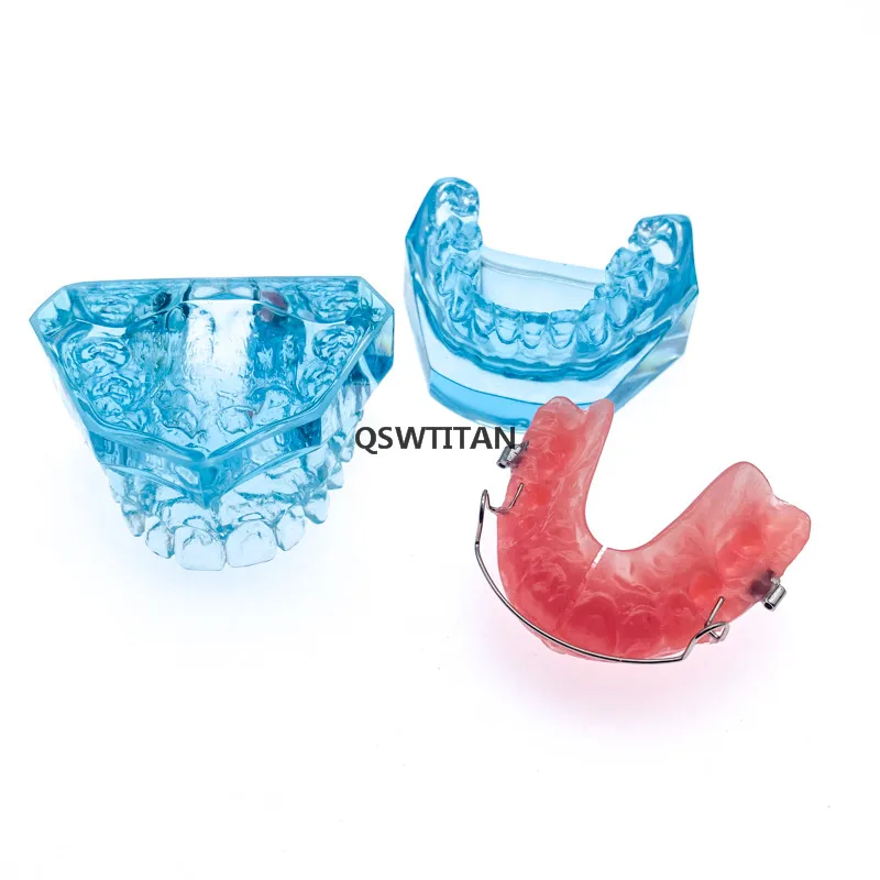 Teeth model orthodontic model with retainer for Dental student demonstrates research model