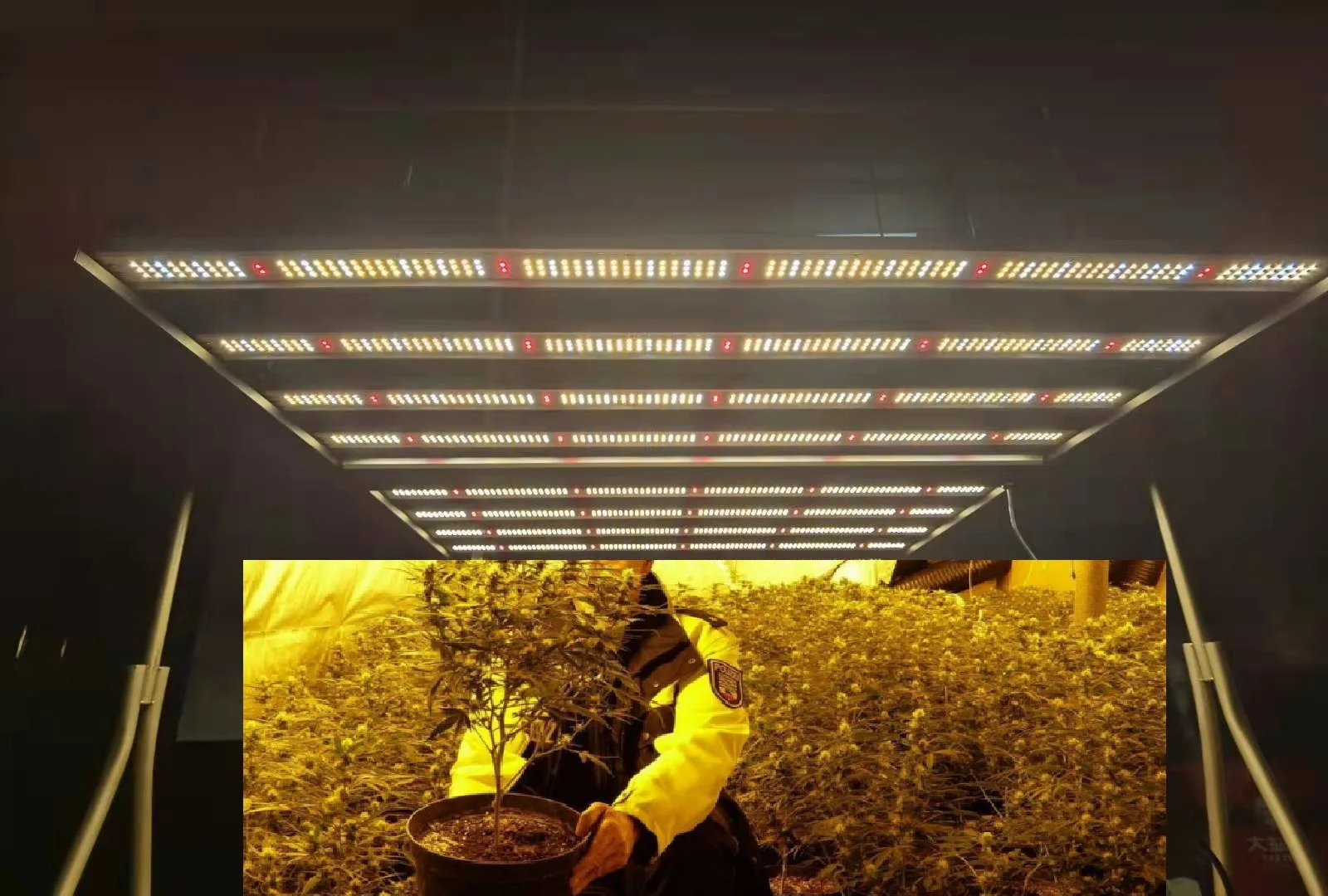 Foldable Waterproof Led Plant Grow Light Bar Full Spectrum 1000W 800W 650W 400W Samsung Diodes Meanwell Driver