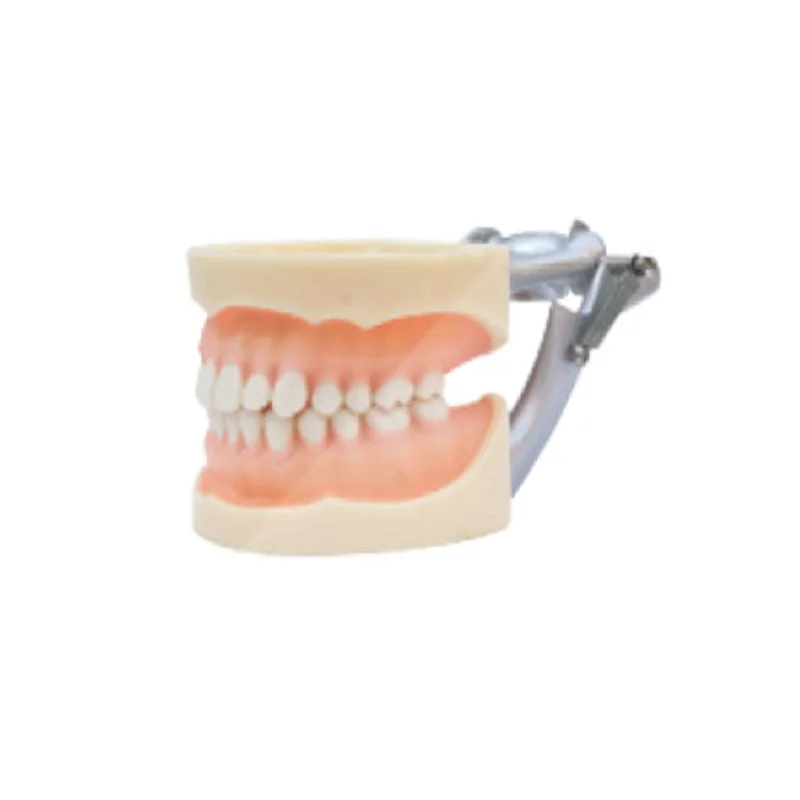 

1pc Standard Model 28pcs Soft Gum teeth models Teeth Jaw Models for dental school teaching dentist dental teeth Models