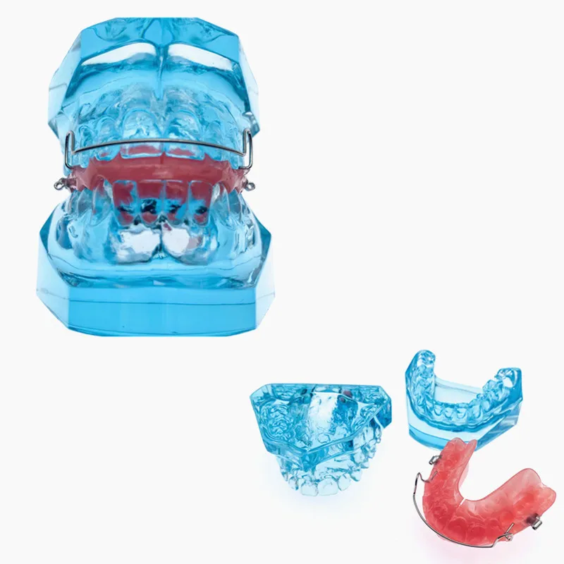 Teeth model orthodontic model with retainer for Dental student demonstrates research model