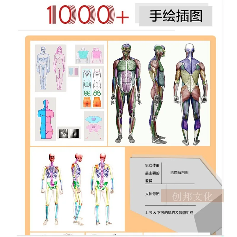 3D HD Art Human Body Books Sculpture game character design basic tutorial books drawing Human form, structure, skeletal muscle