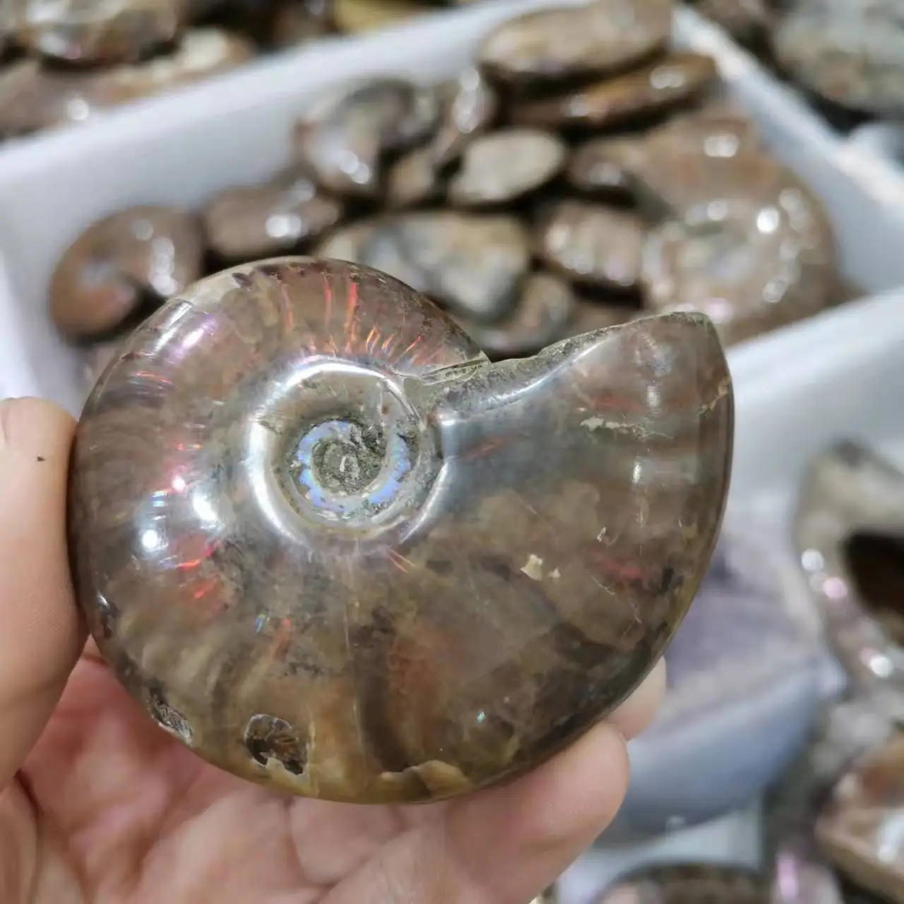 100g Ammonite Fossil Rainbow Ammonite Fossil pecimens From Madagascar