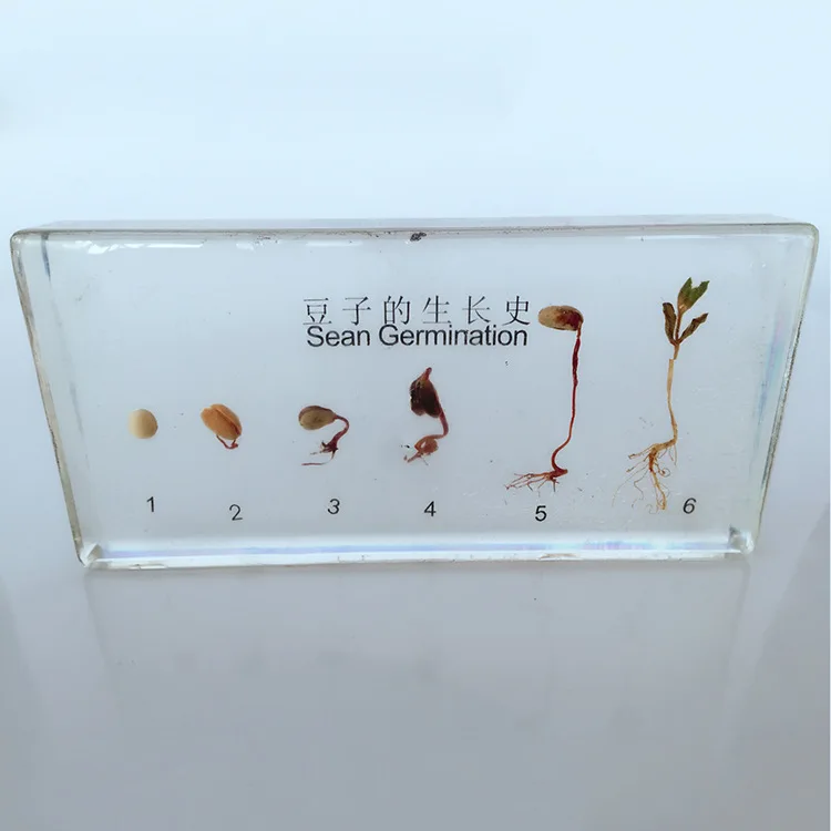 Bean Germination and Growth Process Embedded Specimen Plant Growth History Specimens Models Biology Botany Teaching Aids