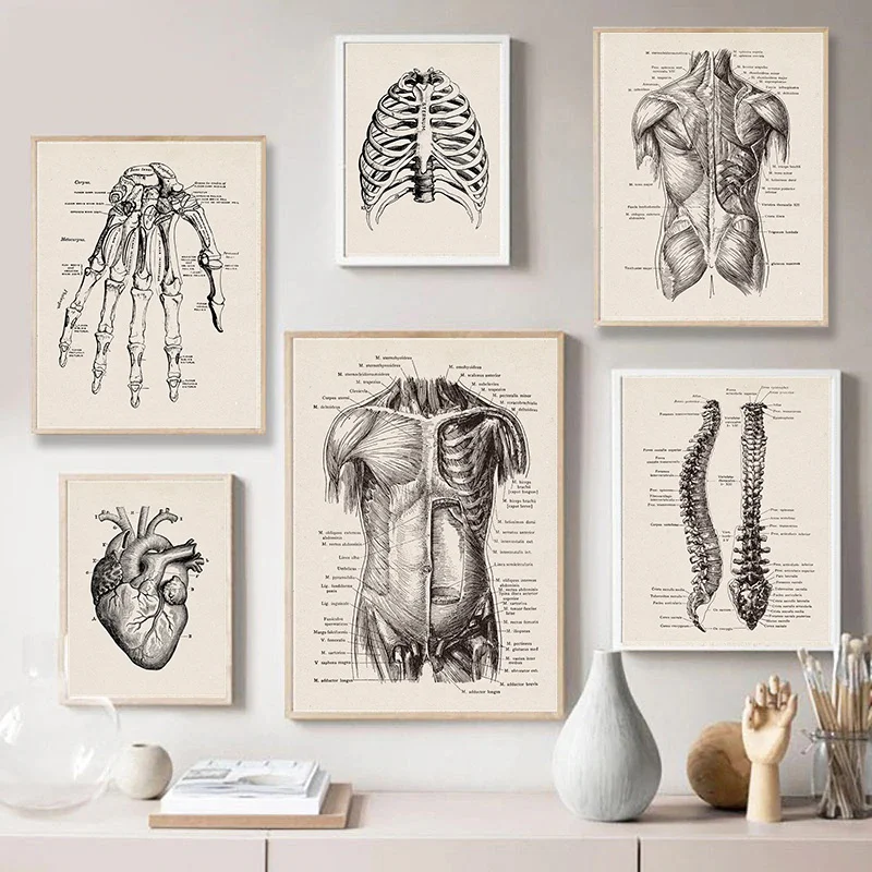 Vintage Human Anatomy Artwork Medical Wall Picture Muscle Skeleton Poster Canvas Art Print Education Hospital Pharmacy Paintings