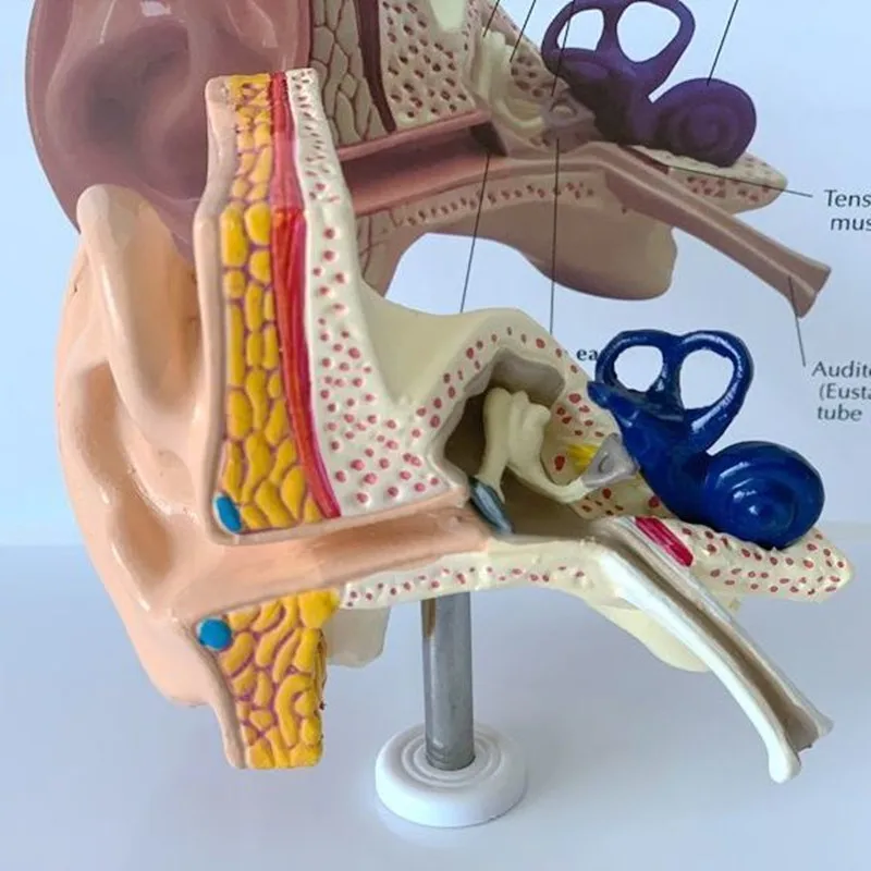 Ear Anatomical Model Outer Middle Inner Ear Auditory System Organs Ear Structure Teaching Aid