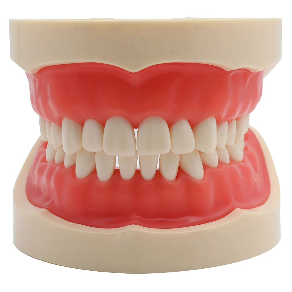 

Dental Model Teaching Model Teeth Model Standard with 32 Screw-in Teeths Demonstration Soft Gum