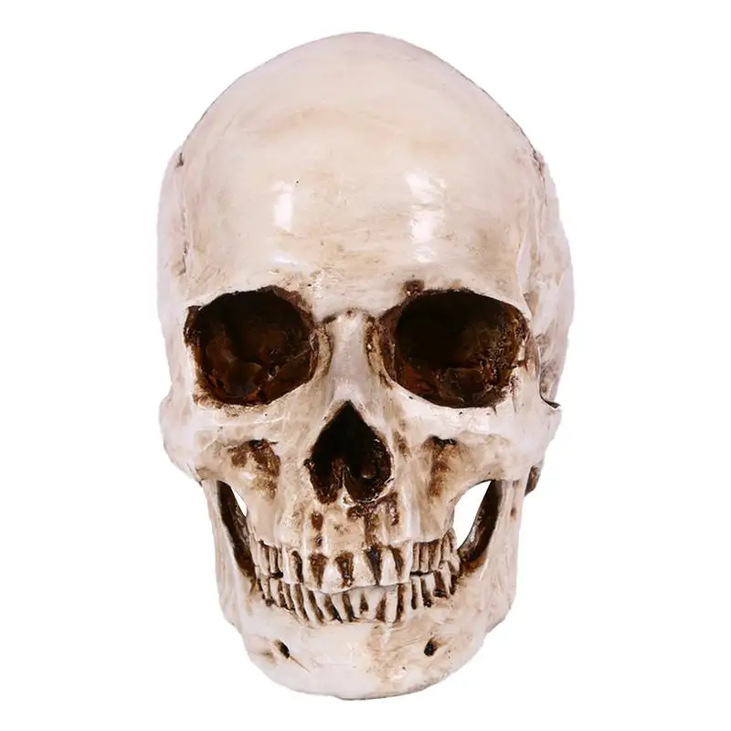 

1Pc Terrifying Halloween Skull Realistic Skull Model Human Heads Decor for Haunted House Party Halloween Decoration