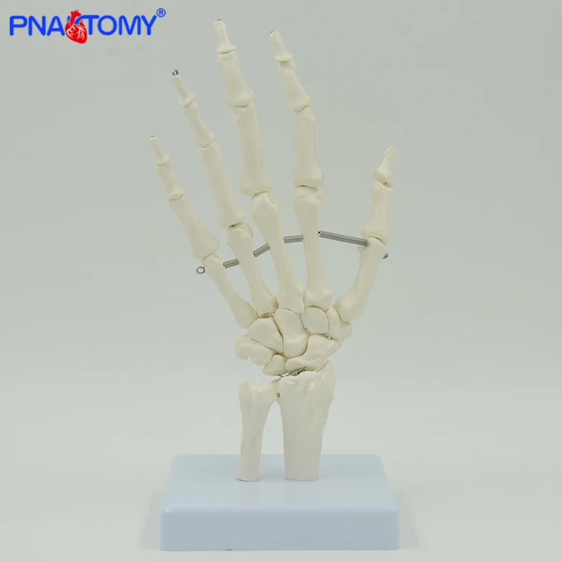 Pnatomy vida tamanho flexível mão comum modelo mão osso anatômico modelo dedo osso metacarpal esqueleto ferramenta de ensino médico