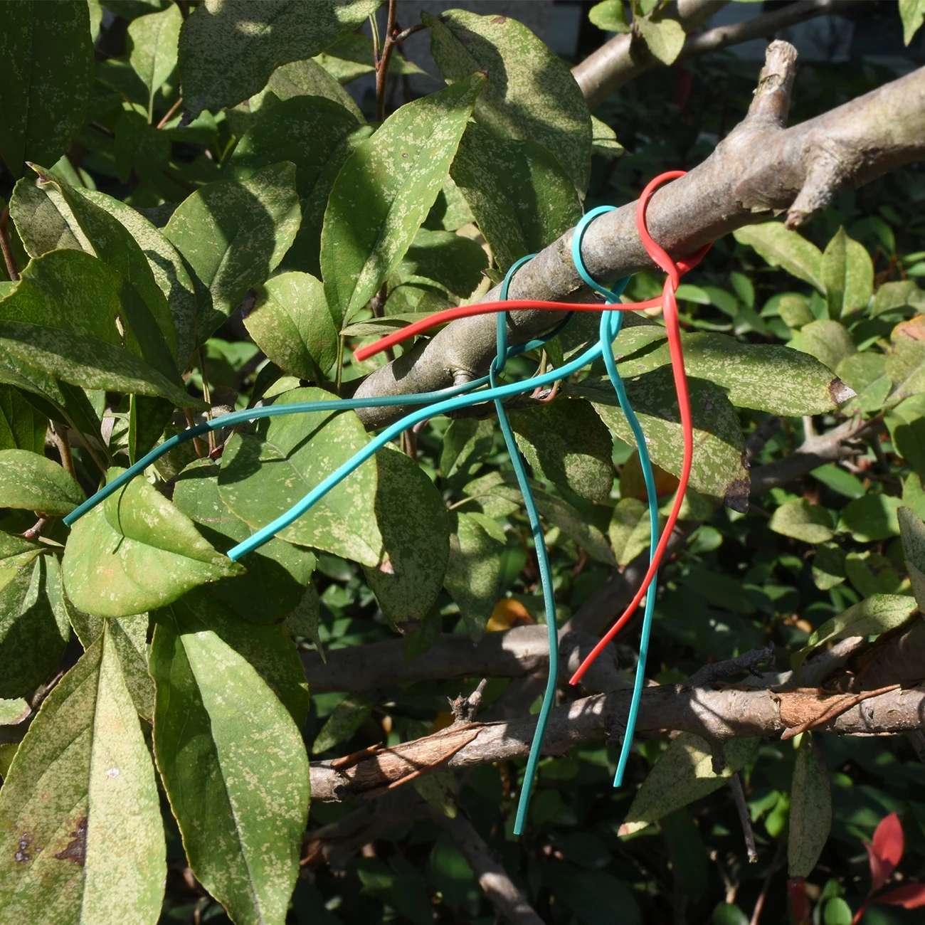 100PCS Green Gardening Vine Climbing Plants Cable Tie Lines Plant Brackets Parts Bonsai Flower Cucumber Grape Rattan Supports