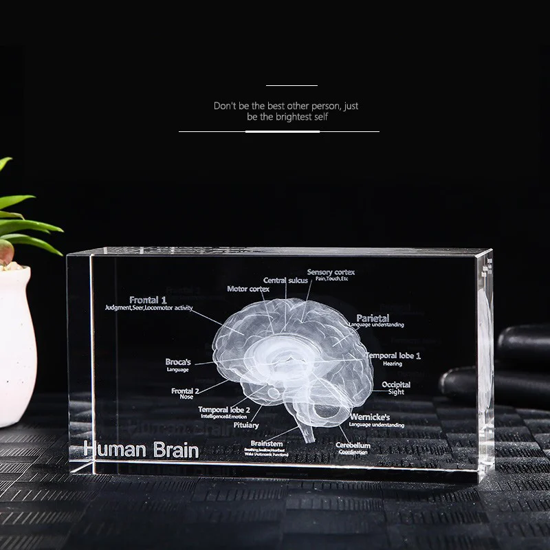 Hot Selling Brain Structure Cut Etched Glass Cube 3d Laser Engraved Crystal Cube Teaching Model Crystal for Hospital Souvenirs