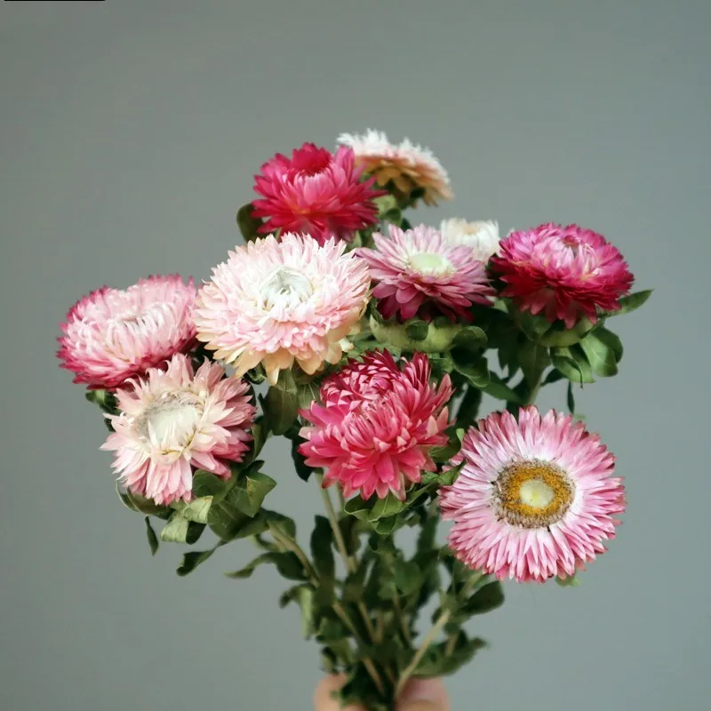 10pcs Mixed olor Dried Flowers Pute Nutral Strawflower Bunch  For Home Decor