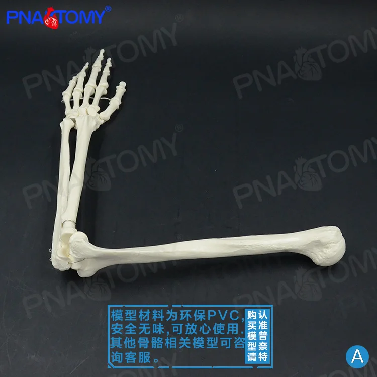 1:1 Life-sized Artificial Human Upper Limb Bone Finger Joint Arm Humerus Ulna Radius Bone Model Orthopedics Pain Department