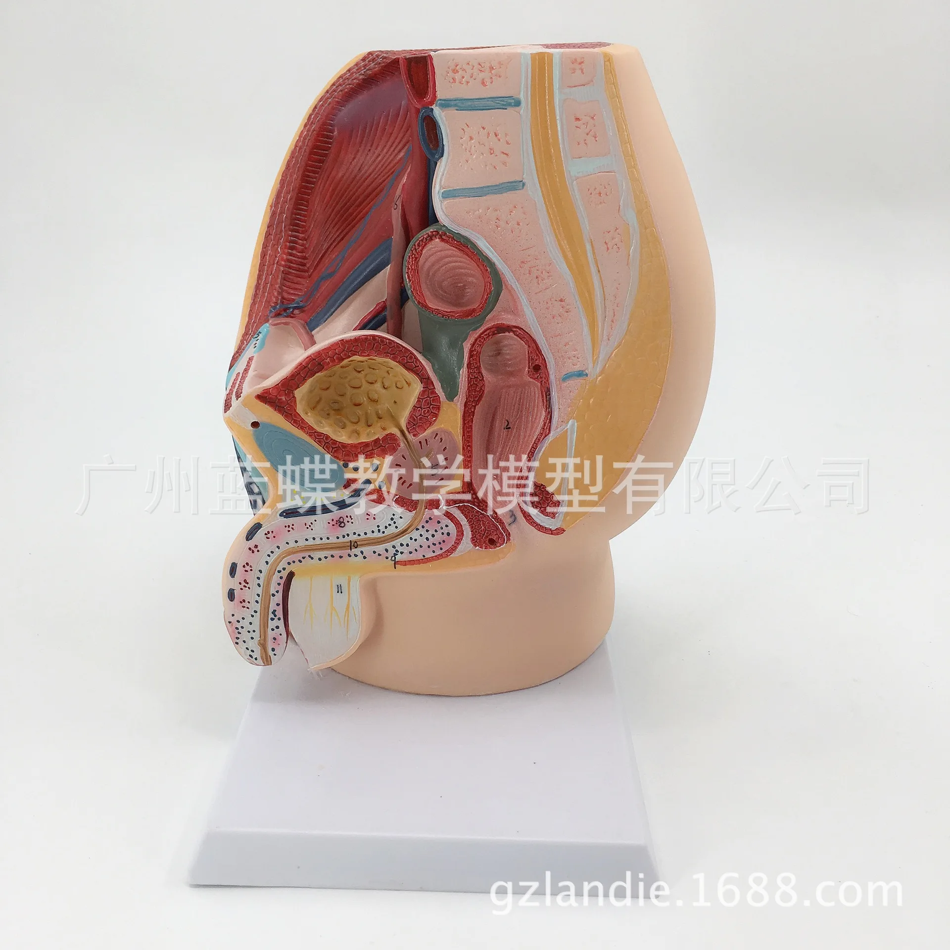 Male Pelvic Sagittal Model Anatomical   Reproductive System Internal External Organs