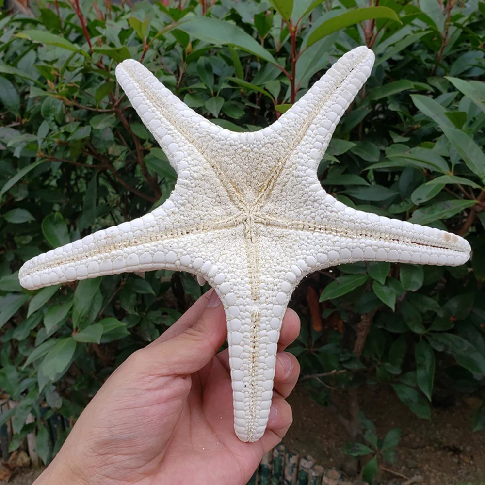 1pcs 18-20cm size natural white Conch sea starfish shell for home decoration or gift