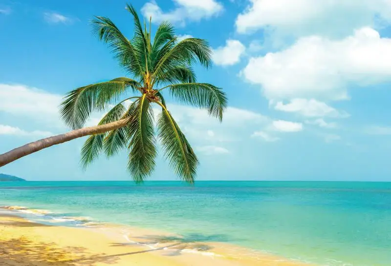 Laeacco Summer Blue Sky Seaside Beach Palms Tree Scenery Photography Backgrounds Custom Photographic Backdrops For Photo Studio image 3