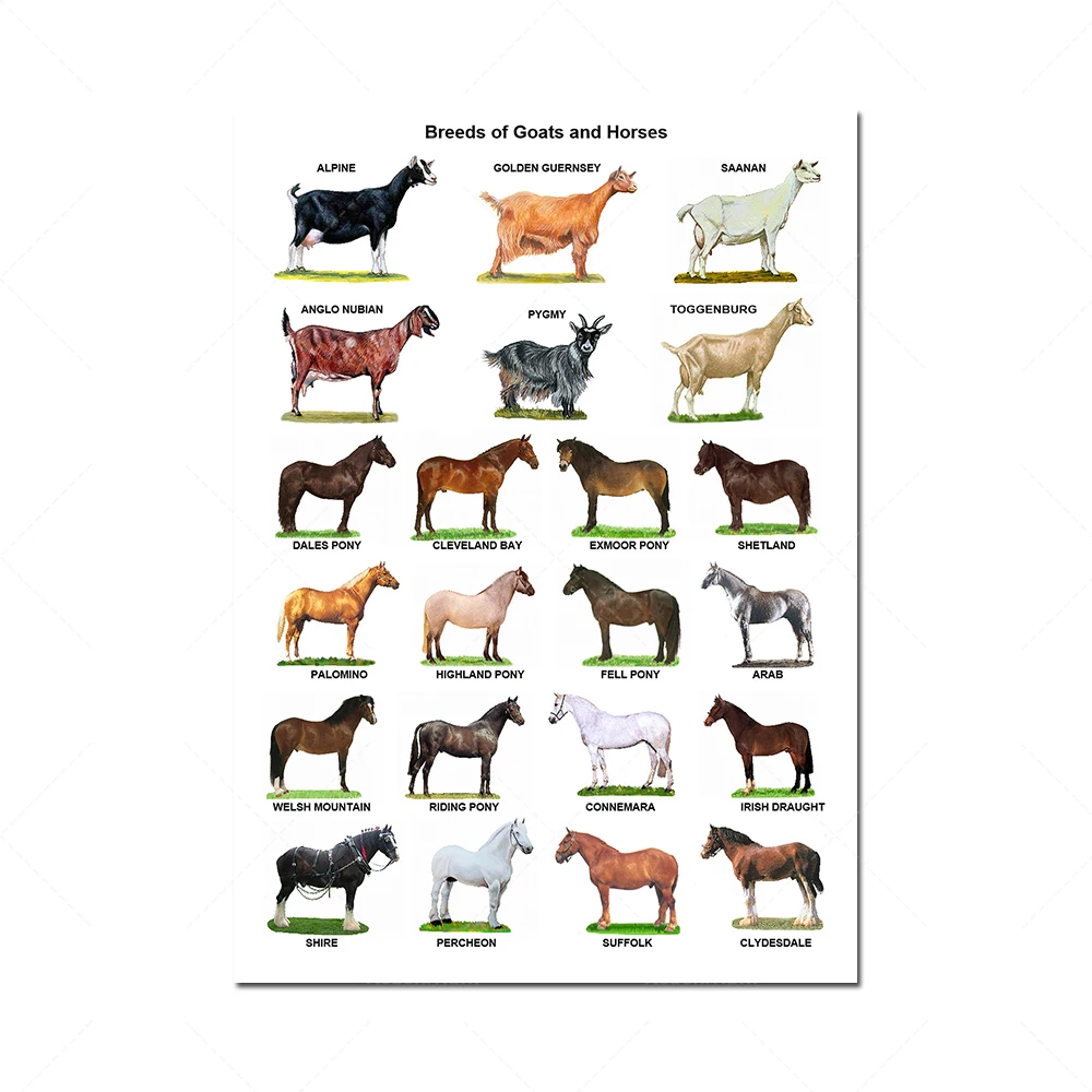 Affiches imprimables imprimables pour bovins, moutons, porcs, volailles, chèvres/chevaux