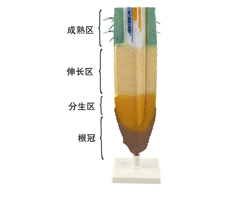 Plant Root System Anatomical Model Root Profile Models Cognize Root Structure Props Biologic Teaching Aids Supplies