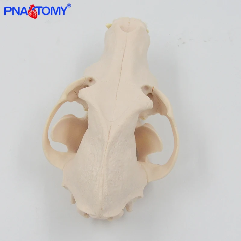 Canine Skull Model Dog Skull 1:1 Natural Size Detachable Teeth Anatomy Animal Anatomical Educational Equipment Veterinary Tool