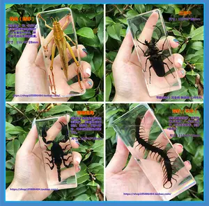 リアル小動物昆虫標本樹脂カブトムシカニロングカブトムシムカデサソリカマキリイナゴクモ海 - AliExpress