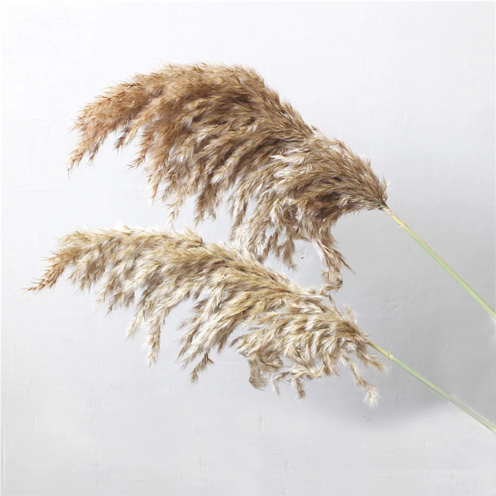 

20pcs 3 kinds available dried pampas grass natural phragmites&reed flowers&bulrush flowers communis wedding flower bunch