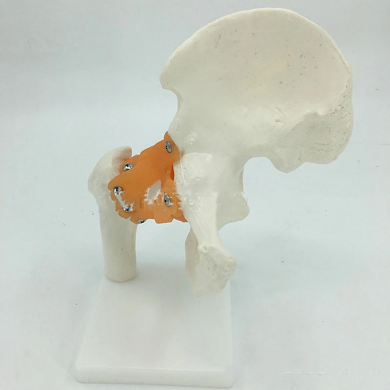 Natural Large Function Shoulder Joint Model Human Skeleton Model Shoulder Joint Attached Ligament Model