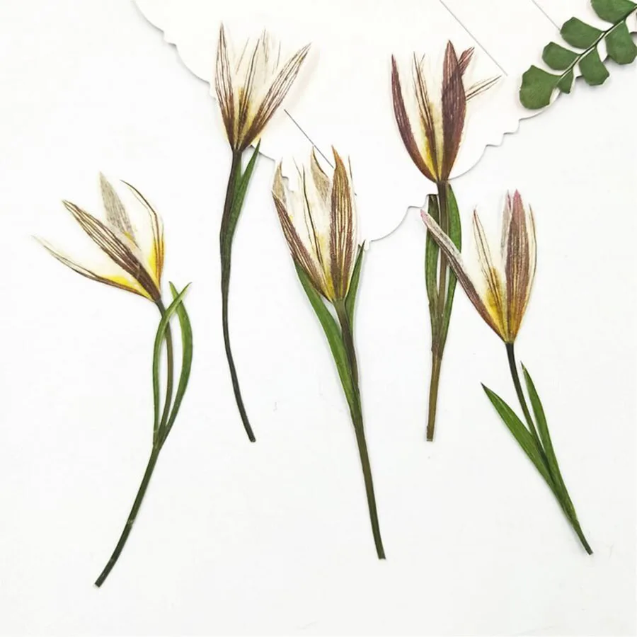 120pcs Pressed Dried Lily Flower with Stalks For Epoxy Resin Jewelry Making Postcard Photo Frame Craft DIY Accessories