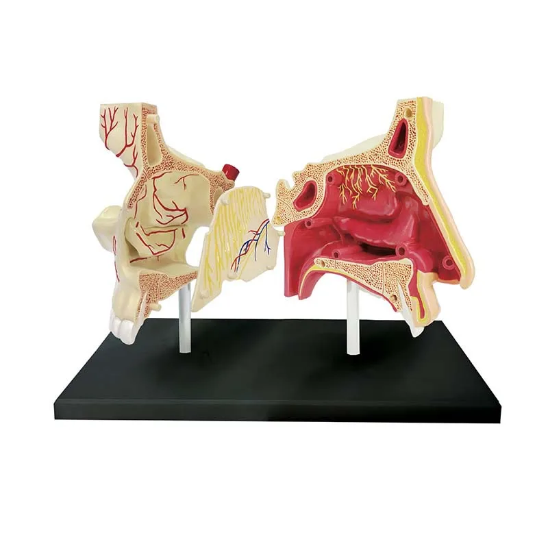 4D Anatomical Model of Human Nasal Organ Medical Teaching DIY Science Popularization Appliance Puzzle Toys