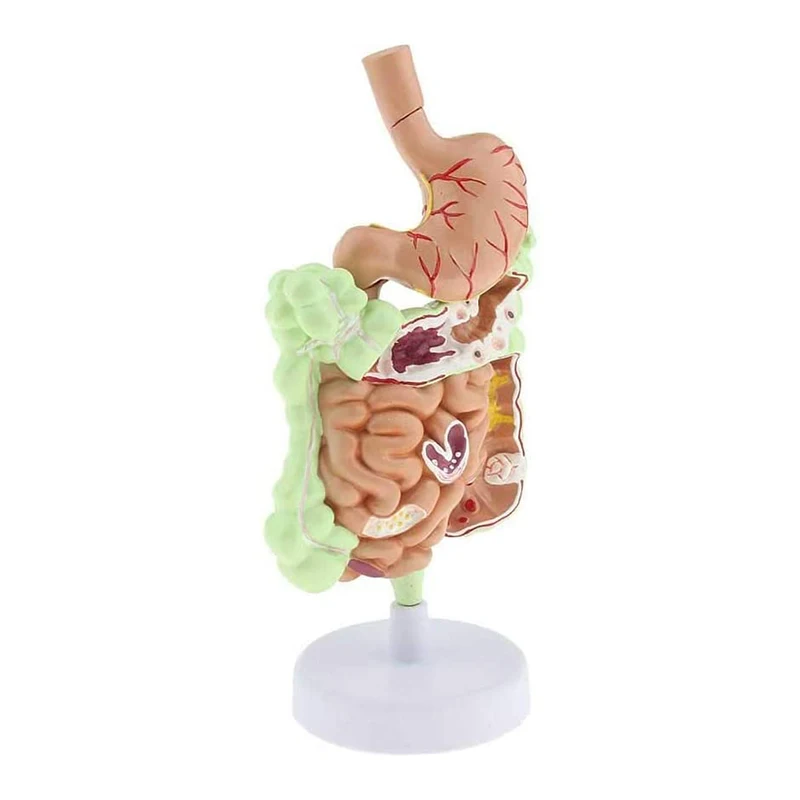 Human Digestive System Anatomy Model Medical Teaching Resources Drop Shipping