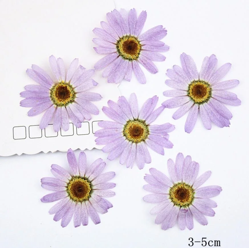 60pcs Pressed Dried Purple Pericallis Hybrida Flower Plants Herbarium For Epoxy Resin Jewelry Making Face Makeup Nail Art Craft