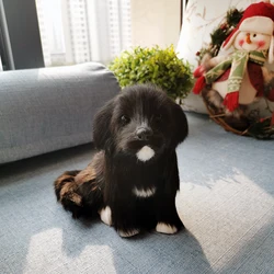 Plush Toy Simulation Dog Doll Realistic Puppy Doll Animal Figurine Children BirthdayGift Photography Props Home Decor Supplies