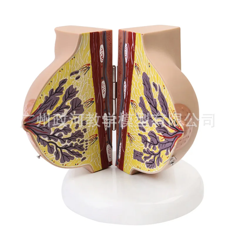 Human Female Quiescent Breast Anatomy Model Breast Enhancement Gynecological Teaching Display Model