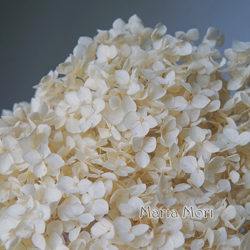 

75g Customized Colors Off-White Anna Hydrangea For Regular Customers