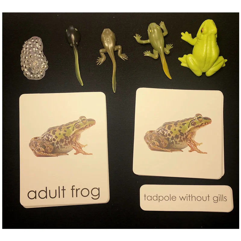 Life Cycle of Frog Figures/ Cognitive Cards/ Tray/ Board Montessori Biology Materials Kids Learning Resources Educational Toys