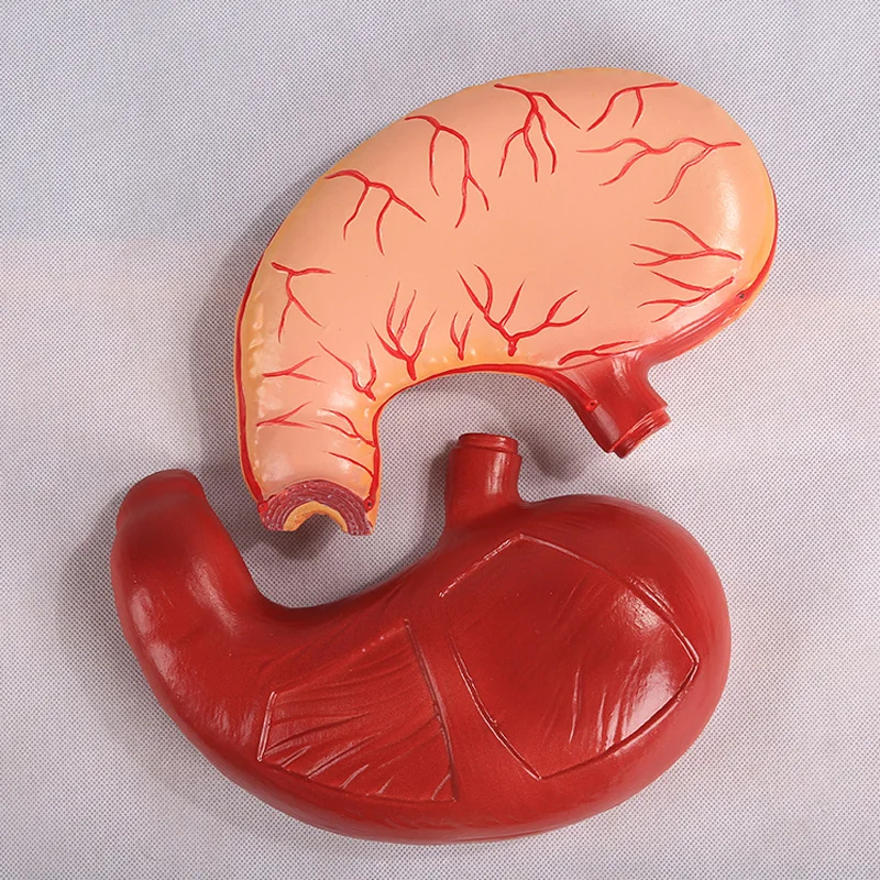 

Human Stomach Anatomical Model Gastric Anatomy Model BIX-A1052