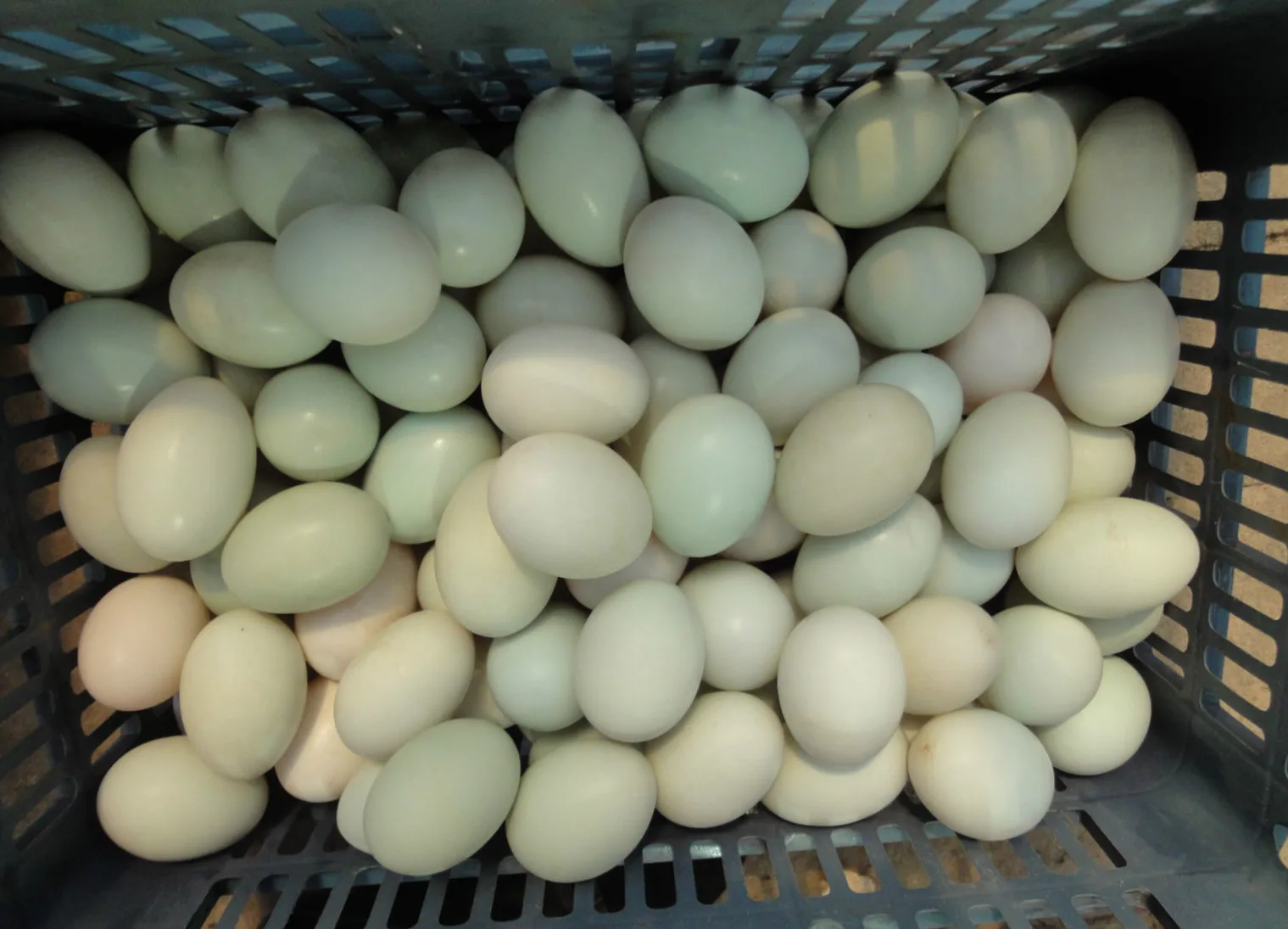 Multifunctional Eggs Clean Washer Machine Duck Egg Washing Machine