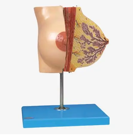 

Mammary Gland in Resting Period, Anatomical Section Model of Female Breast