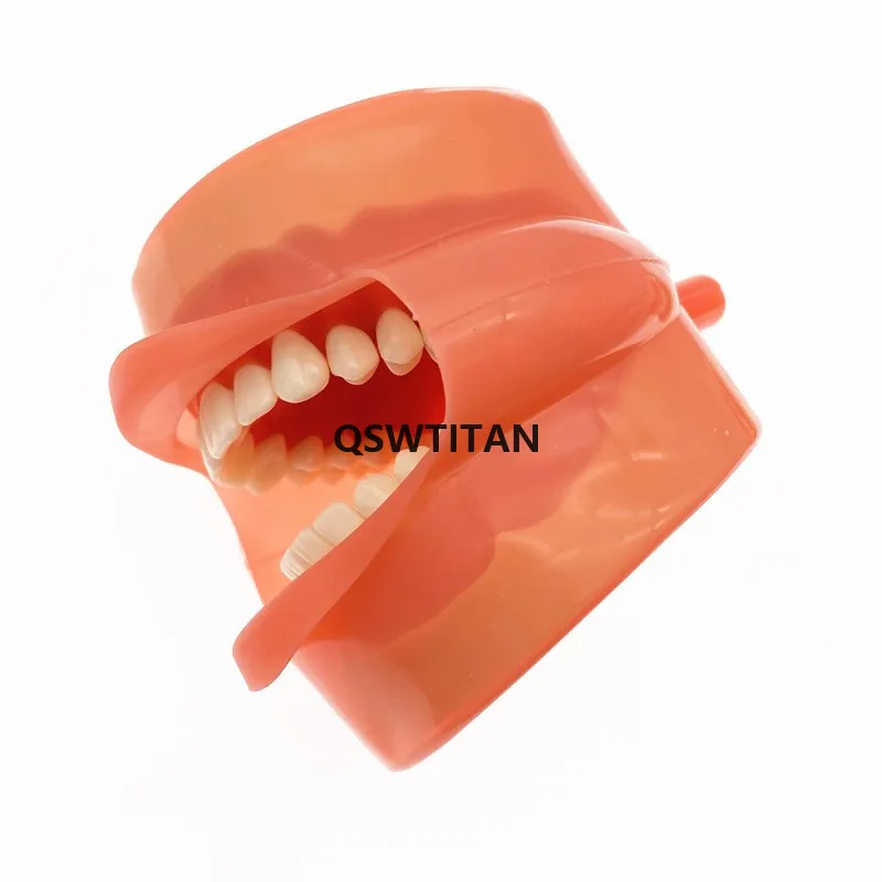 Dental phantom head model Silicone Mask with 28 Pieces Screw Fixed Teeth Oral Simulation Practice System