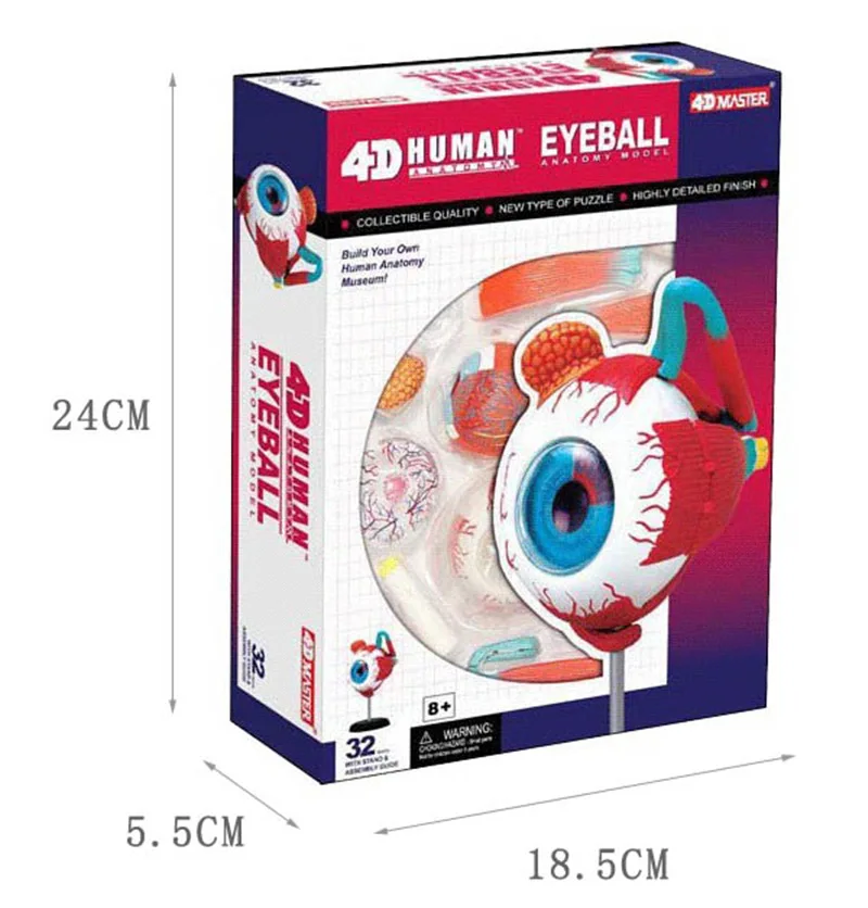 

4d Master Human Eyeball Anatomy Model Medical Teaching Aid Laboratory Education Equipment