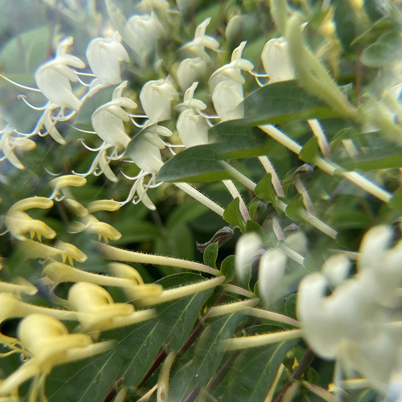 Filtro de cristal para cámara, Prisma de cristal, revestimiento redondo, accesorios de fotografía para estudio fotográfico