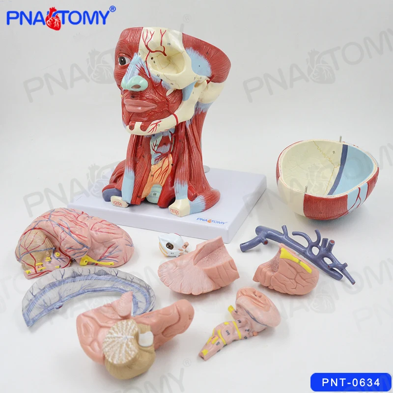 Human Head Anatomical Model Skull Muscles and Brain Anatomy Blood Vessel Neck Medical Teaching Tool College Demonstration