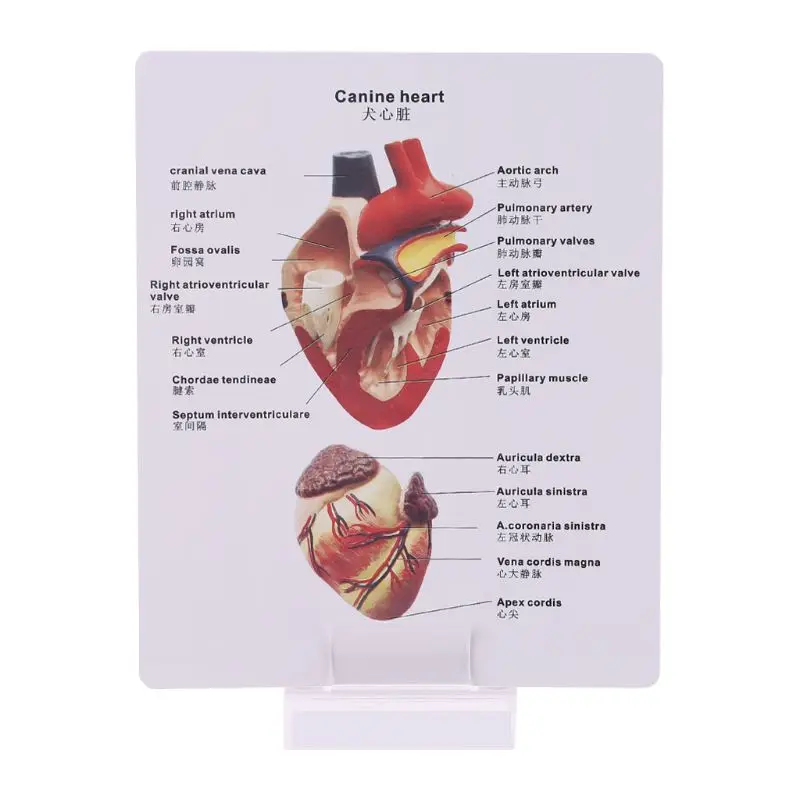 Pies serce Model anatomiczny pies zwierzę domowe badanie narządów pomoc dydaktyczna edukacja badania