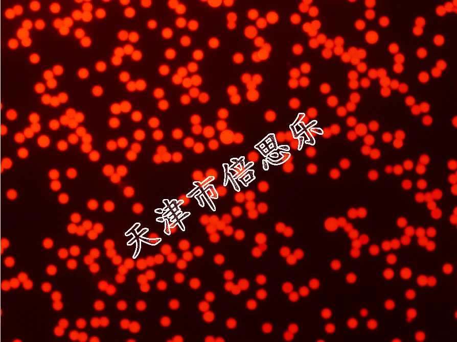 Polystyrene Red Fluorescent Microspheres/Red Fluorescent Polystyrene Microspheres/Ex 620nm/Em 680nm