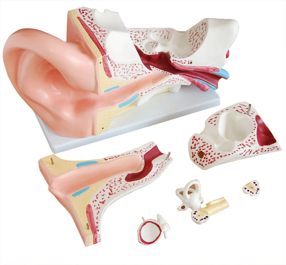 New Style Giant Ear Model, Anatomical Ear Model,Anatomy Giant Human Ear Model , Hearing organ (external ear, internal ear)